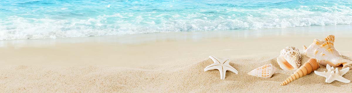 header_preise_206345936 Muscheln und Seesterne am Strand